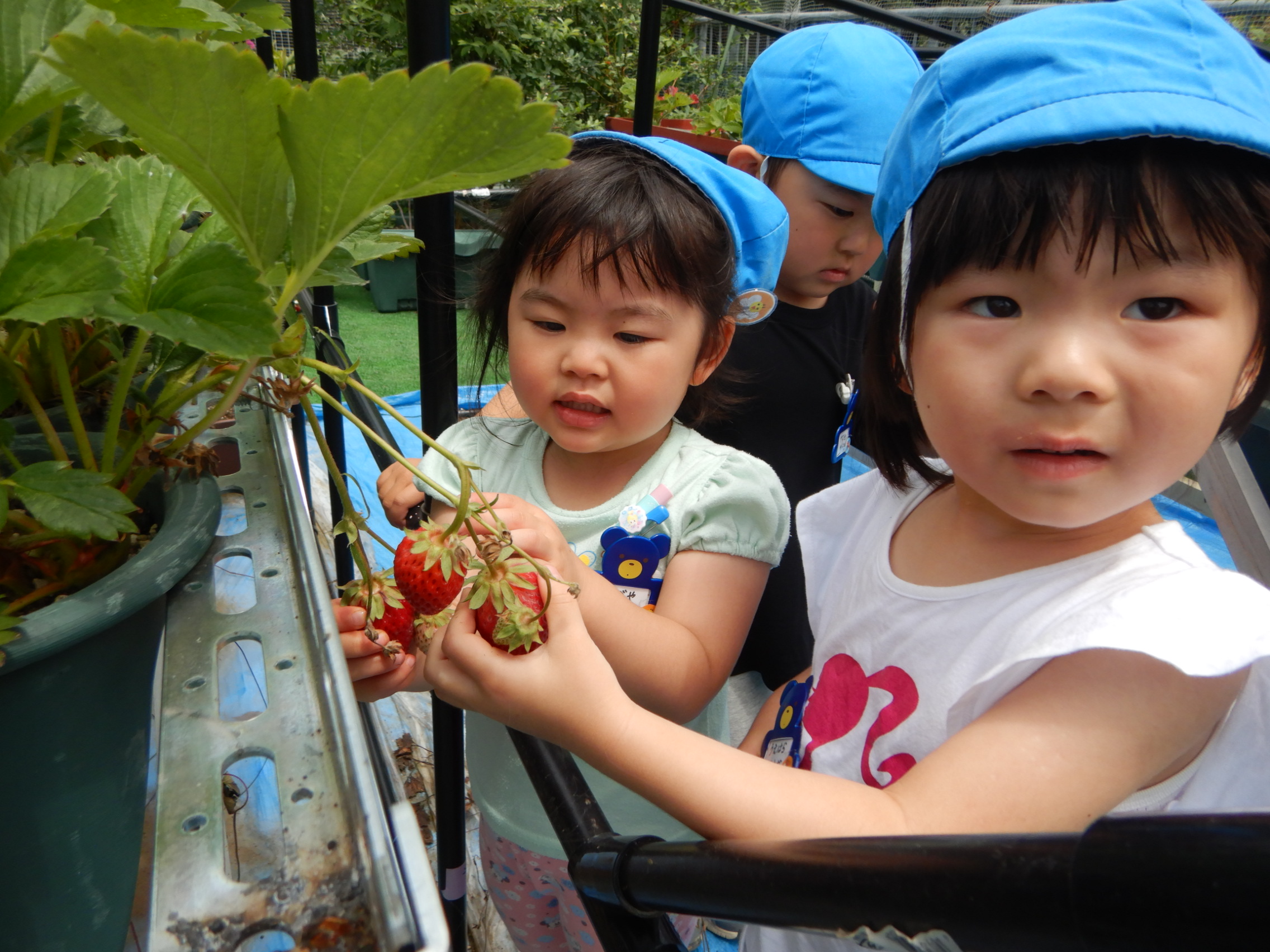 3歳児 幼児教室（パンダクラブ）